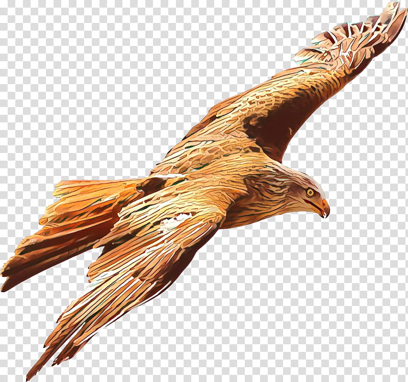 golden eagle bird eagle bird of prey kite, Cartoon, Accipitridae, Hawk, Northern Harrier, Vulture transparent background PNG clipart