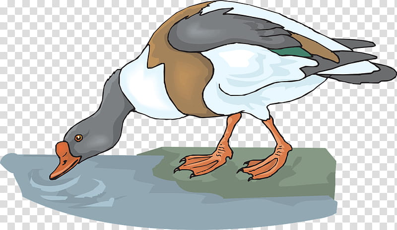Duck, Mallard, Drinking, Water Bird, Beak, Ducks Geese And Swans, Waterfowl, Live transparent background PNG clipart