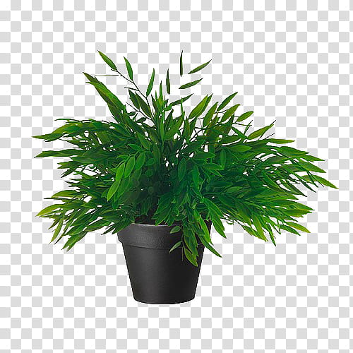 Green aesthetic, green leafed plant on black plant pot transparent background PNG clipart