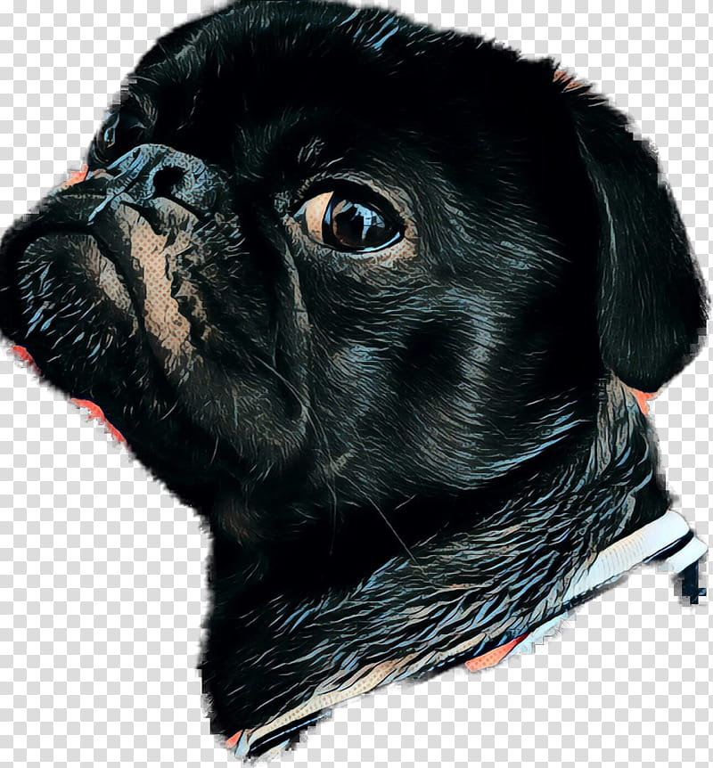 Picsart, Pug, Pet, Companion Dog, Sticker, Toy Dog, Instagram, Animal transparent background PNG clipart