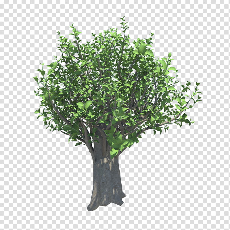 Box, Branch, Tree, Topiary, Shrub, Oak, Pine, Crepe Myrtle transparent background PNG clipart