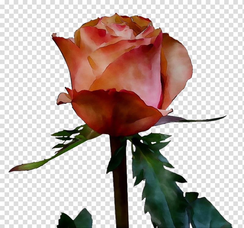 Pink Flower, Garden Roses, Cabbage Rose, Floribunda, Bud, Cut Flowers, Plant Stem, Still Life transparent background PNG clipart