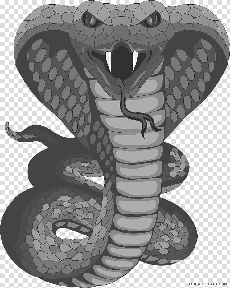 King Cobra (Ophiophagus hannah) Dimensions & Drawings | Dimensions.com