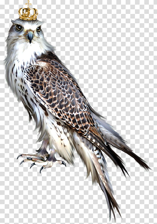 Eagle, Bird, Bird Of Prey, Owl, Blog, Hawk, Animal, True Eagles transparent background PNG clipart
