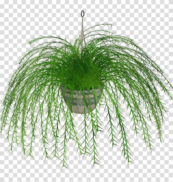 Fern, Watercolor, Paint, Wet Ink, Sword Fern, Plants, Flowerpot, Nearly Natural transparent background PNG clipart