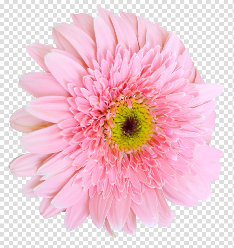 Black And White Flower, Transvaal Daisy, Pink, Flower Bouquet, Jigsaw Puzzles, Cut Flowers, Daisy Family, Common Daisy transparent background PNG clipart