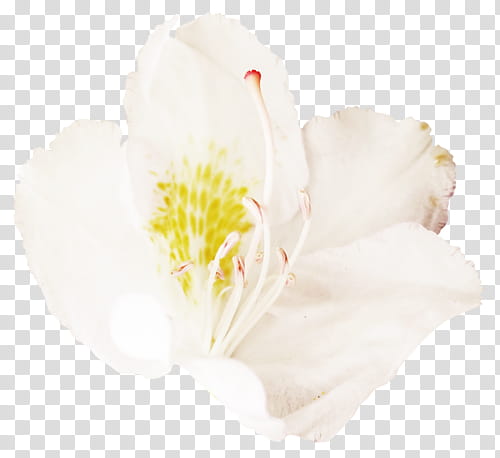 macro of blooming white petaled flower transparent background PNG clipart