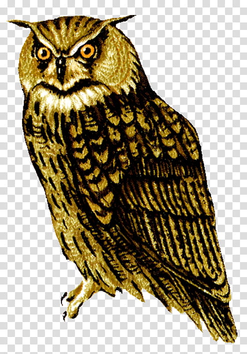 Owl, Great Horned Owl, Barred Owl, Eurasian Eagleowl, Snowy Owl, Barn Owl, Eastern Screech Owl, Drawing transparent background PNG clipart