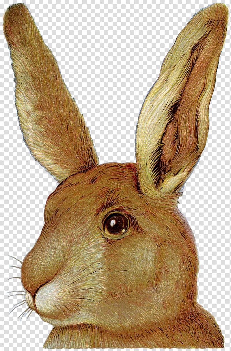 Easter Bunny, Rabbit, European Rabbit, Easter
, Pet, Mistletoe, Best Bunnies, Drawing transparent background PNG clipart