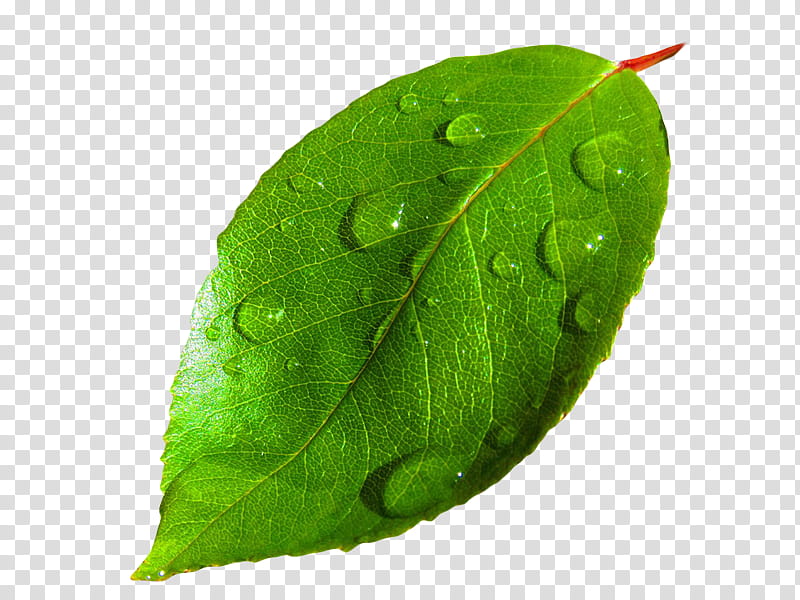 , green ovate leaf transparent background PNG clipart