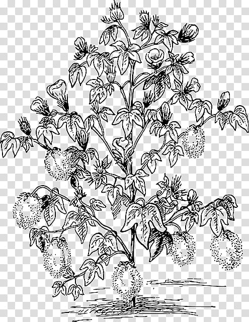 Black And White Flower, Cotton, Drawing, Plants, Shrub, Black And White
, Tree, Flora transparent background PNG clipart