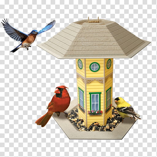 Cartoon Bird, Bird Feeders, Bird Houses, Birdhouse, Perching Bird, Songbird transparent background PNG clipart