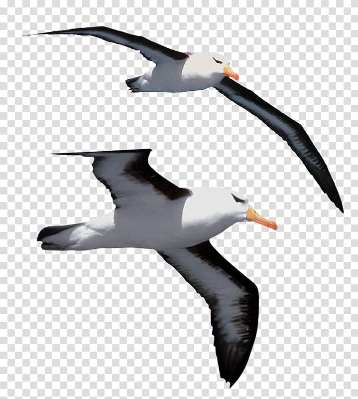 Bird, Gulls, Jonathan Livingston Seagull, Great Albatross, Seabird, Lalbatros, Beak, Book transparent background PNG clipart