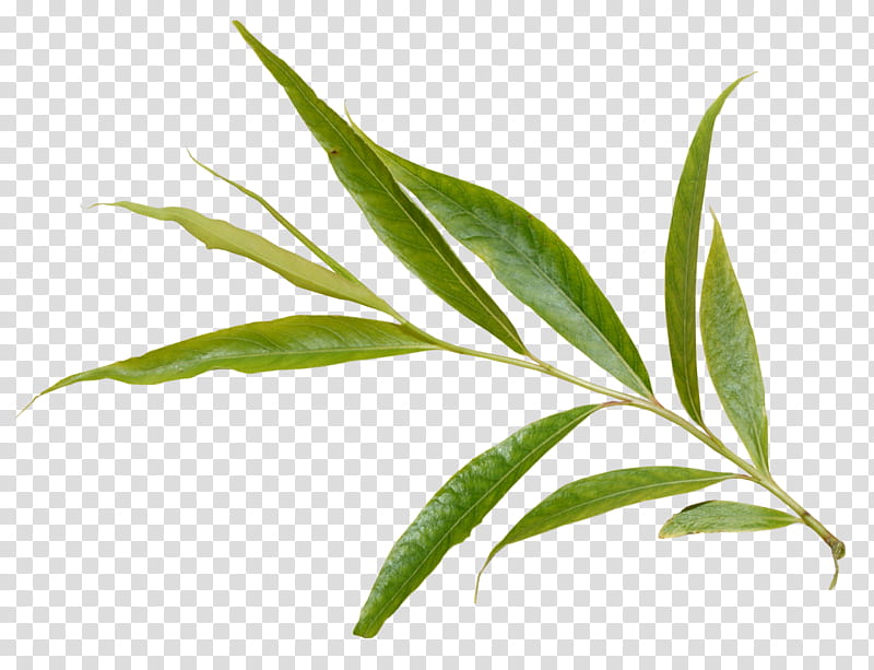 Leaf Branch, Plants, Tree, Plant Stem, European Aspen, Visual Arts, Salix Arctica, Twig transparent background PNG clipart