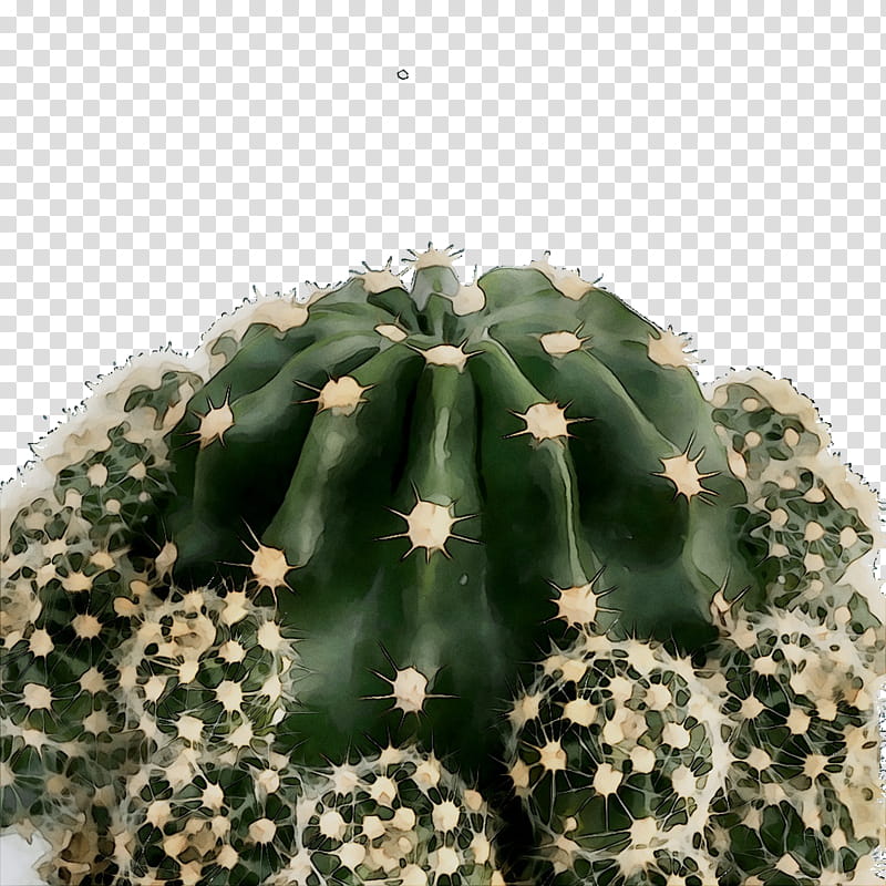 Cactus, Barbary Fig, Soil, Light, Clay, Water, Drainage, Echinocereus transparent background PNG clipart