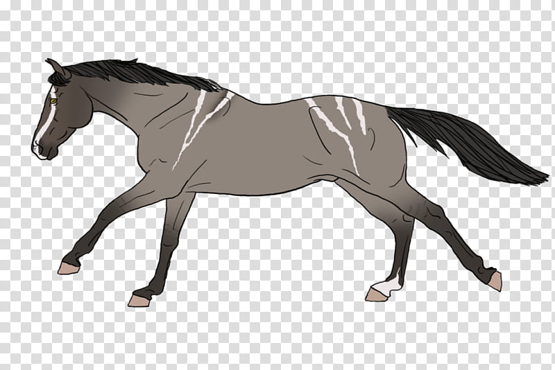 Horse, Mustang, Mane, Mare, Rein, Stallion, English Riding, Saddle transparent background PNG clipart