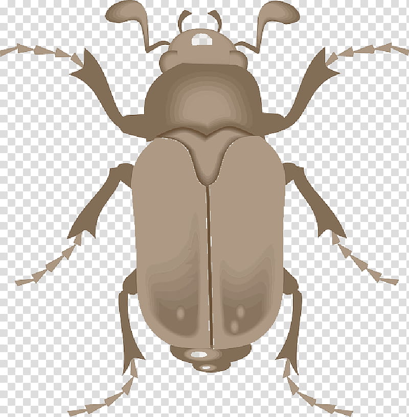 Elephant, Lesser Stag Beetle, Ground Beetle, Darkling Beetle, Lucanus, Insect, Dorcus, Stag Beetles transparent background PNG clipart