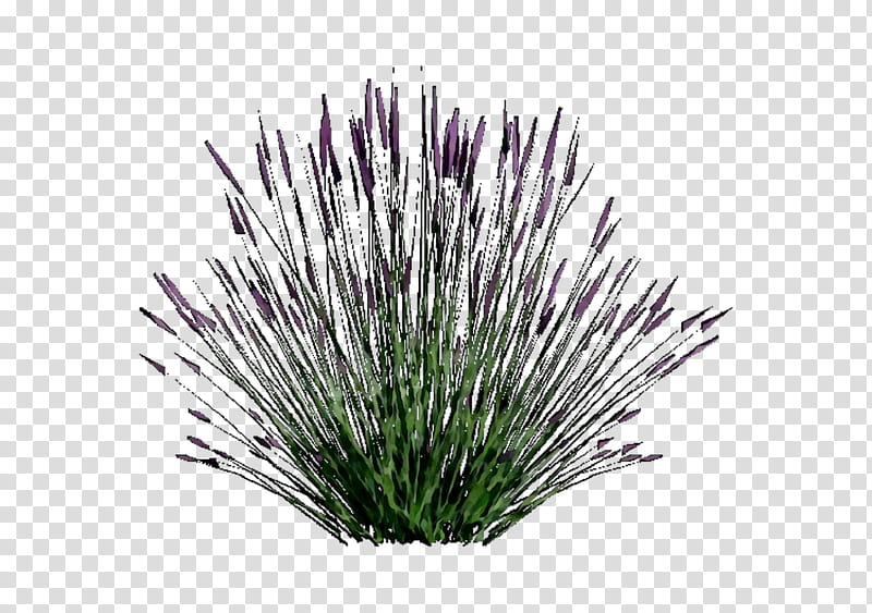Grass, Purple, Grasses, Plant, Flower, Chives, Perennial Plant transparent background PNG clipart