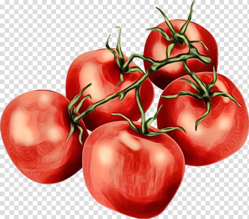 Tomato, Watercolor, Paint, Wet Ink, Natural Foods, Fruit, Solanum, Red transparent background PNG clipart