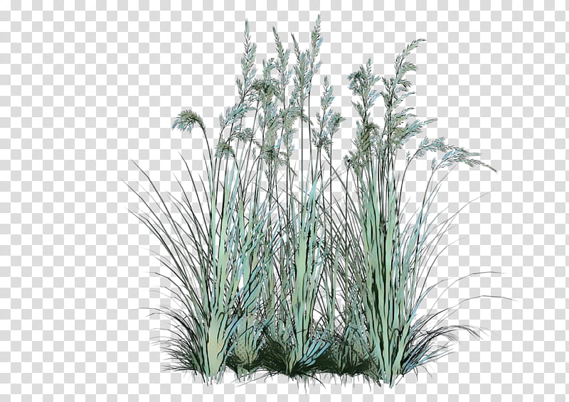 Family Tree, Shrub, Plants, Lawn, Grasses, Ornamental Grass, Garden, Ornamental Plant transparent background PNG clipart
