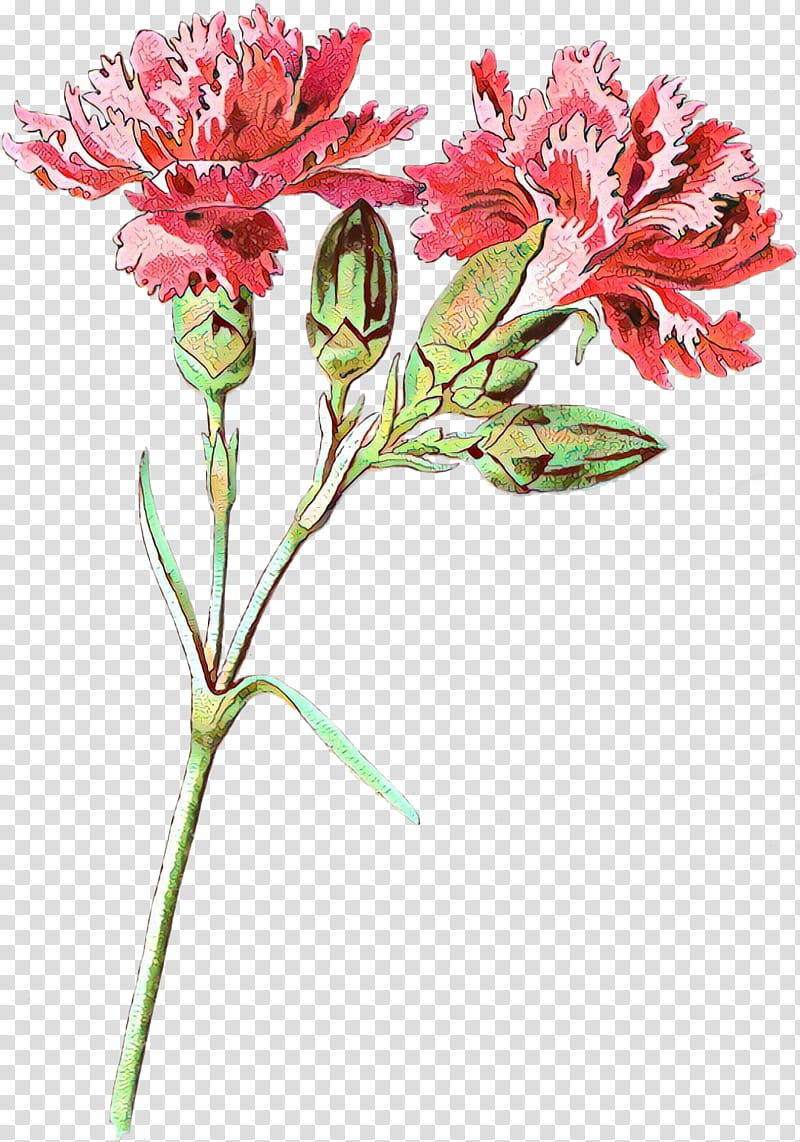 Lily Flower, Lily Of The Incas, Carnation, Cut Flowers, Petal, Floral Design, Rose, Blume transparent background PNG clipart