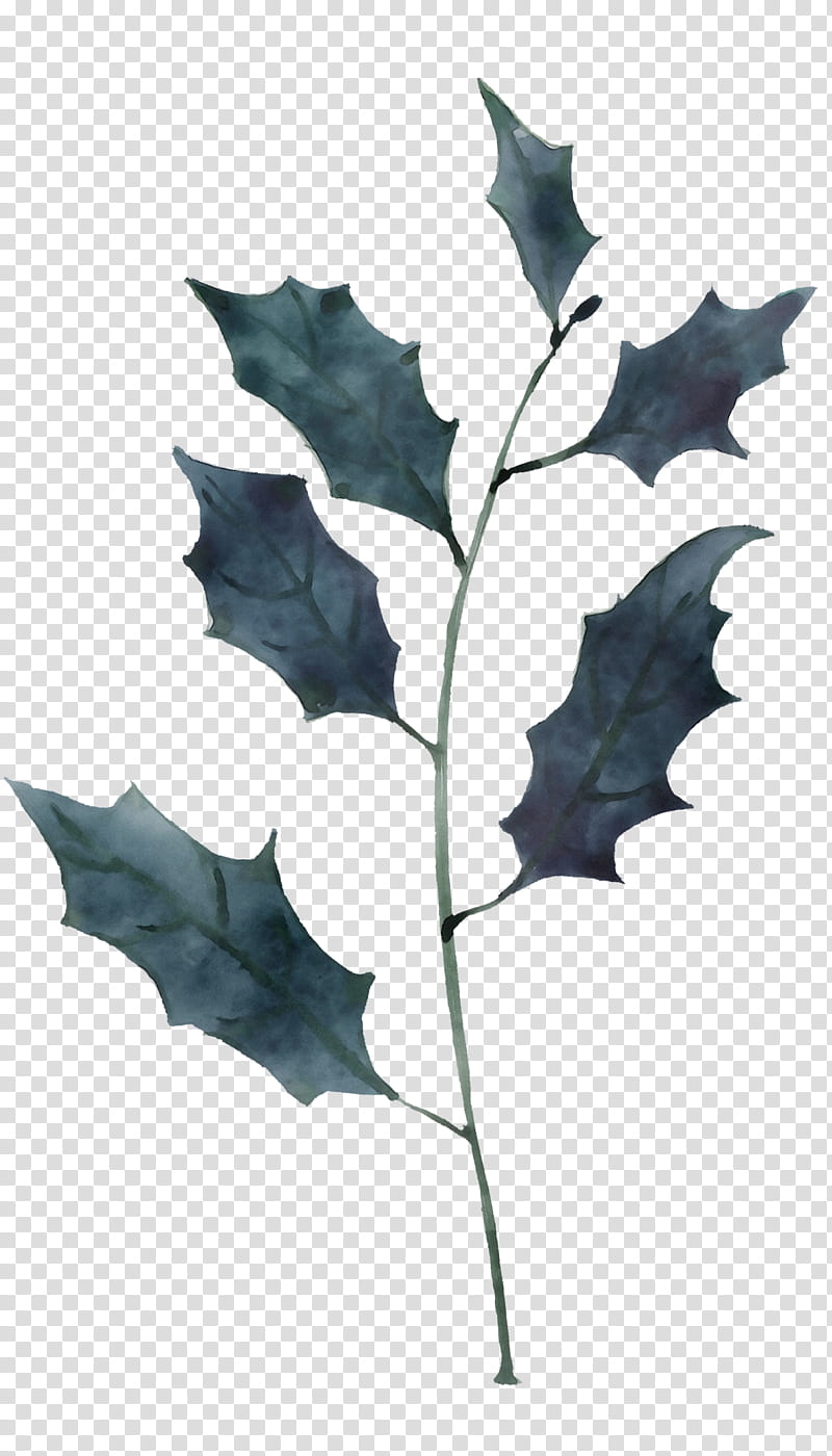 Holly, Watercolor, Paint, Wet Ink, Leaf, Black Oak, Plant, Tree, Plane, Flower transparent background PNG clipart