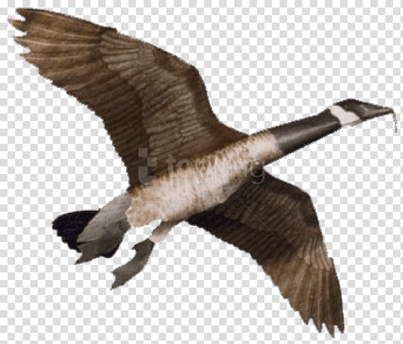 Flying Bird, Goose, Kite, Giant Canada Goose, Decoy, Snow Goose, Beak, Water Bird transparent background PNG clipart