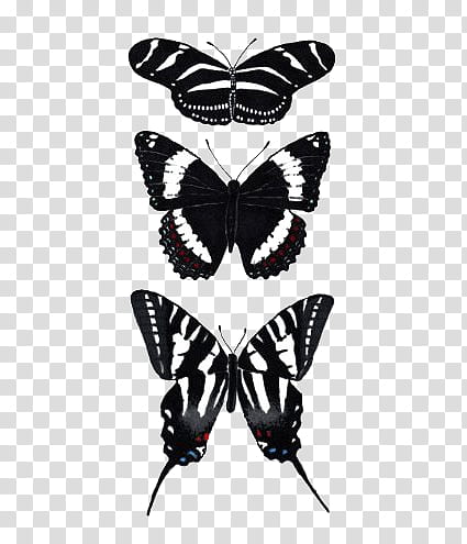 three black-and-white butterflies transparent background PNG clipart |  HiClipart