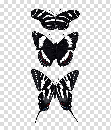 , three black-and-white butterflies transparent background PNG clipart