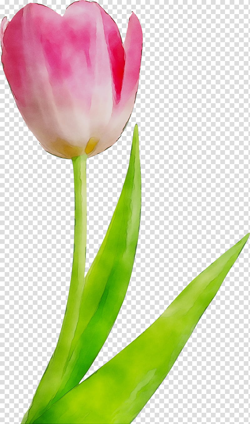 Lily Flower, Tulip, Flower Bouquet, Dostavka Tsvetov, Cut Flowers, Blog, Petal, Plant Stem transparent background PNG clipart