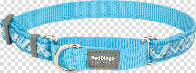 Dog, Dingo, Collar, Dog Collar, Martingale, Necklace, Leash, Turquoise transparent background PNG clipart