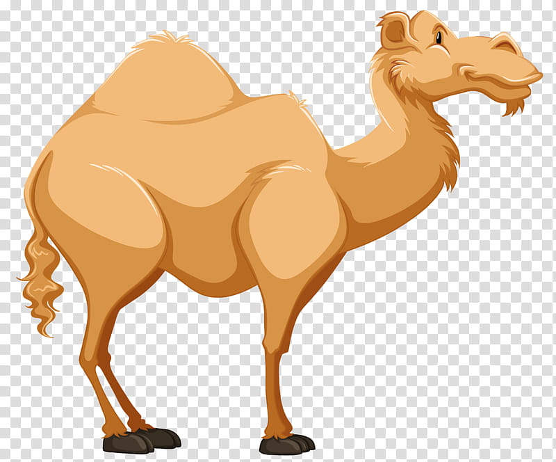 Dromedary Camel, Cartoon, Drawing, Arabian Camel, Camel Like Mammal, Live, Wildlife, Snout transparent background PNG clipart