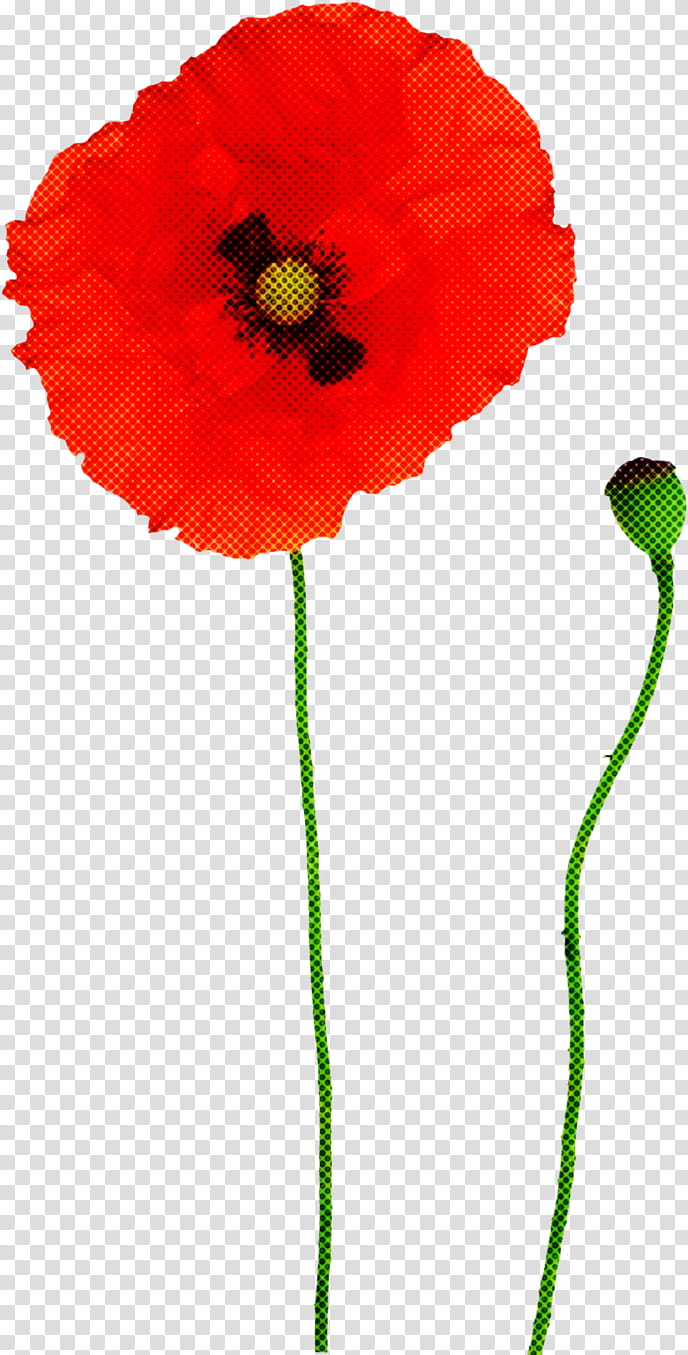 coquelicot red flower corn poppy plant, Poppy Family, Plant Stem, Oriental Poppy transparent background PNG clipart