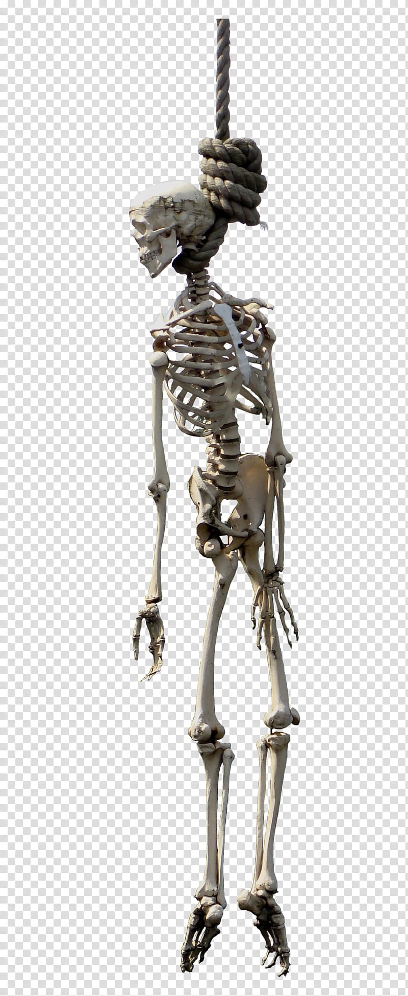 Hangman, human skeleton hanging on rope transparent background PNG clipart