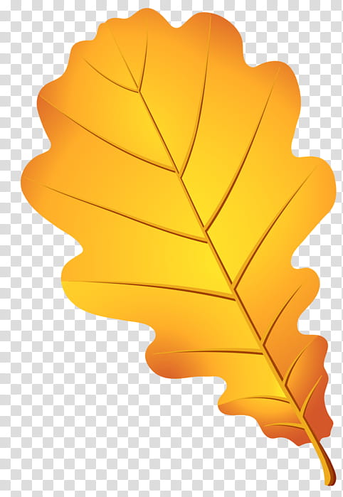 Oak Tree Drawing, Leaf, Animation, English Oak, Cartoon, Autumn, Yellow, Orange transparent background PNG clipart