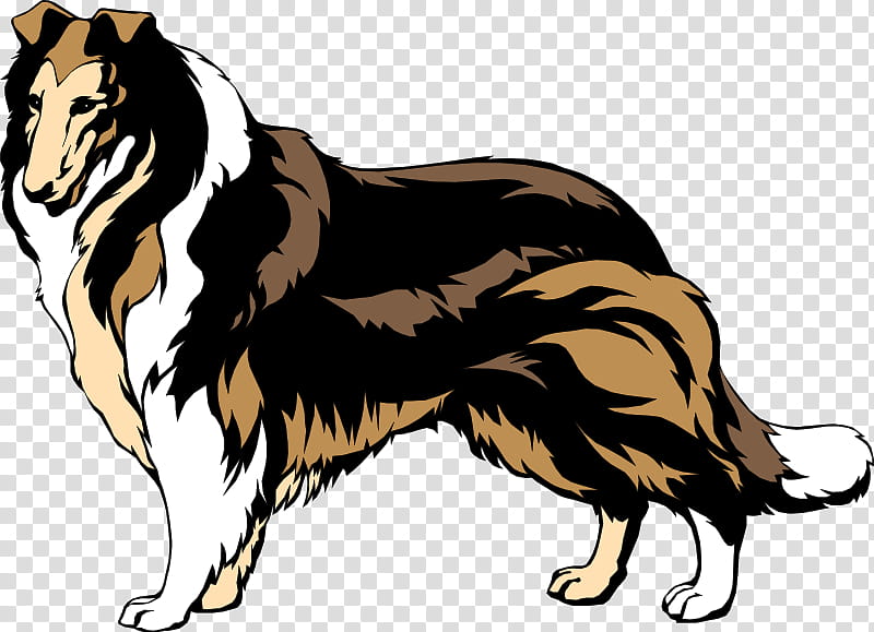 Border Collie, Rough Collie, Smooth Collie, Bearded Collie, Sheltie Guinea Pig, Dog Agility, Tail transparent background PNG clipart