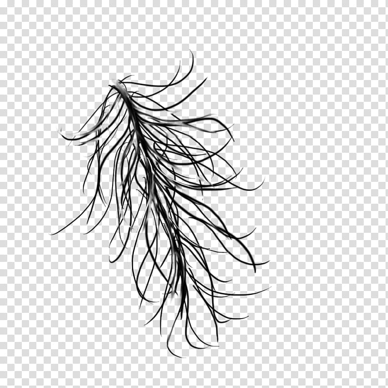 windy rainy hair, black feather illustration transparent background PNG clipart