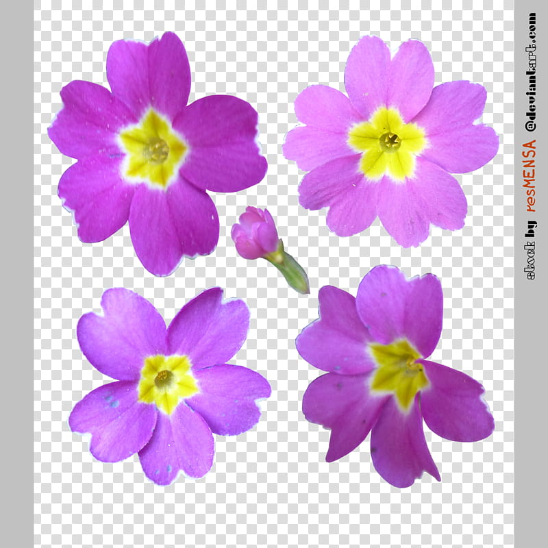 Primula mix , pink and purple petaled flowers transparent background PNG clipart