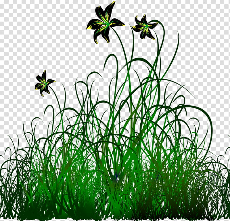 Family Tree, Flower, Green, Fotolia, Plant, Grass, Grass Family, Herb transparent background PNG clipart