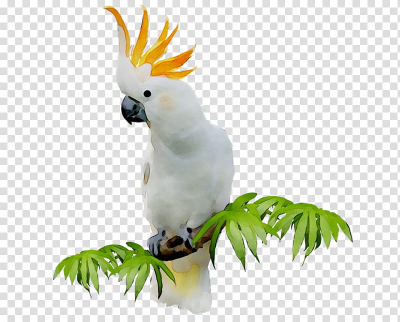 Bird Parrot, Sulphurcrested Cockatoo, Beak, Parakeet, Feather, Pet, Blog, Cockatiel transparent background PNG clipart