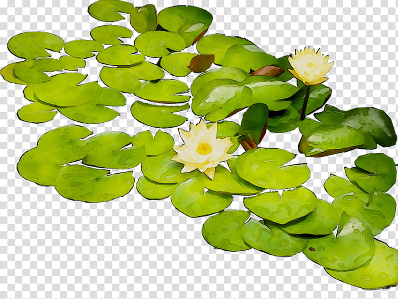 Lily Flower, Aquatic Plants, Leaf, Annual Plant, Wood Sorrel Family, Water Lily transparent background PNG clipart