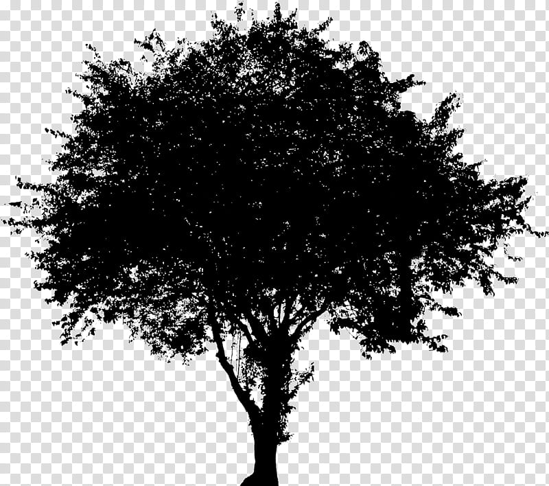 Dogwood Tree, Evergreen, Oak, Plants, Flowering Dogwood, Branch, Smeralda, Pdf transparent background PNG clipart
