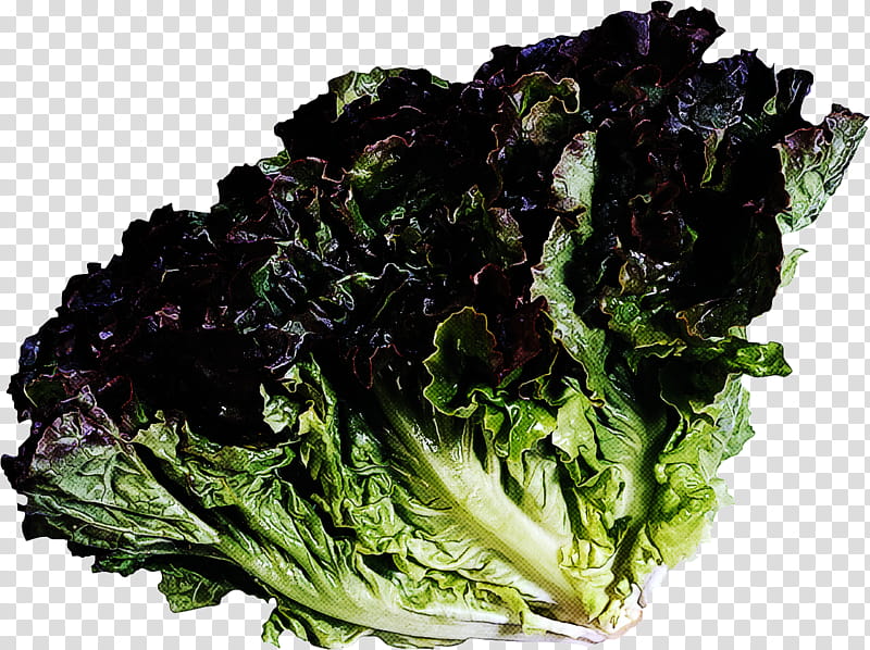 leaf vegetable vegetable food red leaf lettuce romaine lettuce, Collard Greens, Chard, Cabbage transparent background PNG clipart