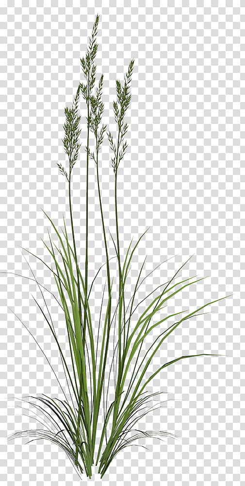 Grass , green-leafed potted plant transparent background PNG clipart