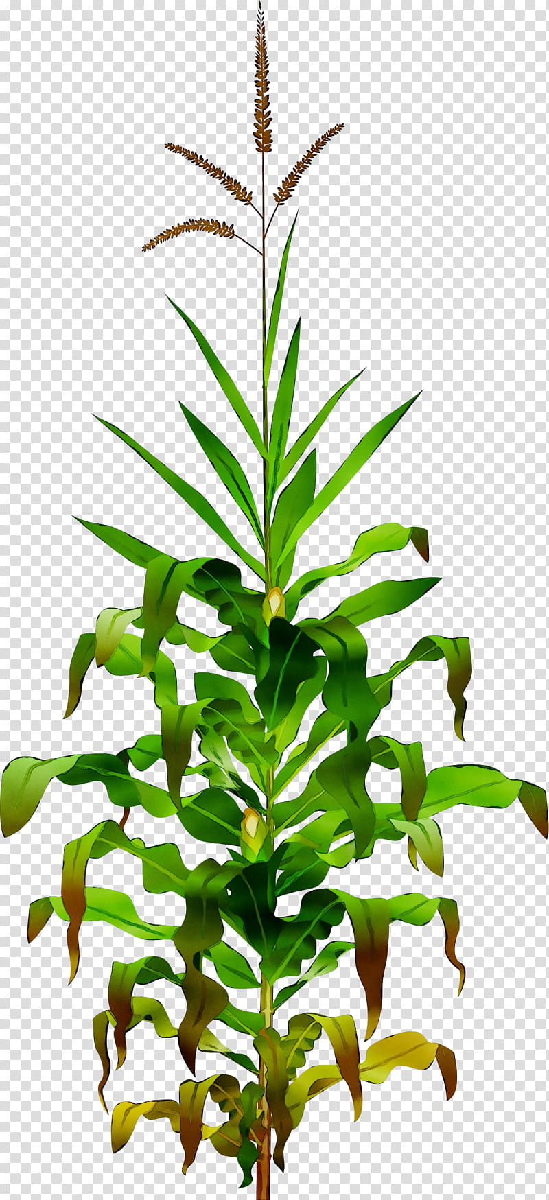 Corn, Dracaena Fragrans, Corn On The Cob, Plants, Crop, Northern Corn Leaf Blight, Drawing, Flower transparent background PNG clipart