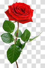 Rosen s, red rose flower transparent background PNG clipart