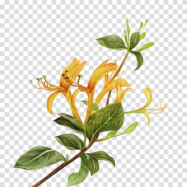 Tea Tree, Flowering Tea, Chrysanthemum Tea, Goods, Food, Price, Tmall, Online Shopping transparent background PNG clipart