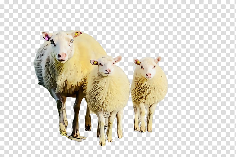 Eid Al Adha Eid, Sheep, Lamb, Dhu AlHijjah, Eid Ul Adha, Goat, Goats, Live transparent background PNG clipart