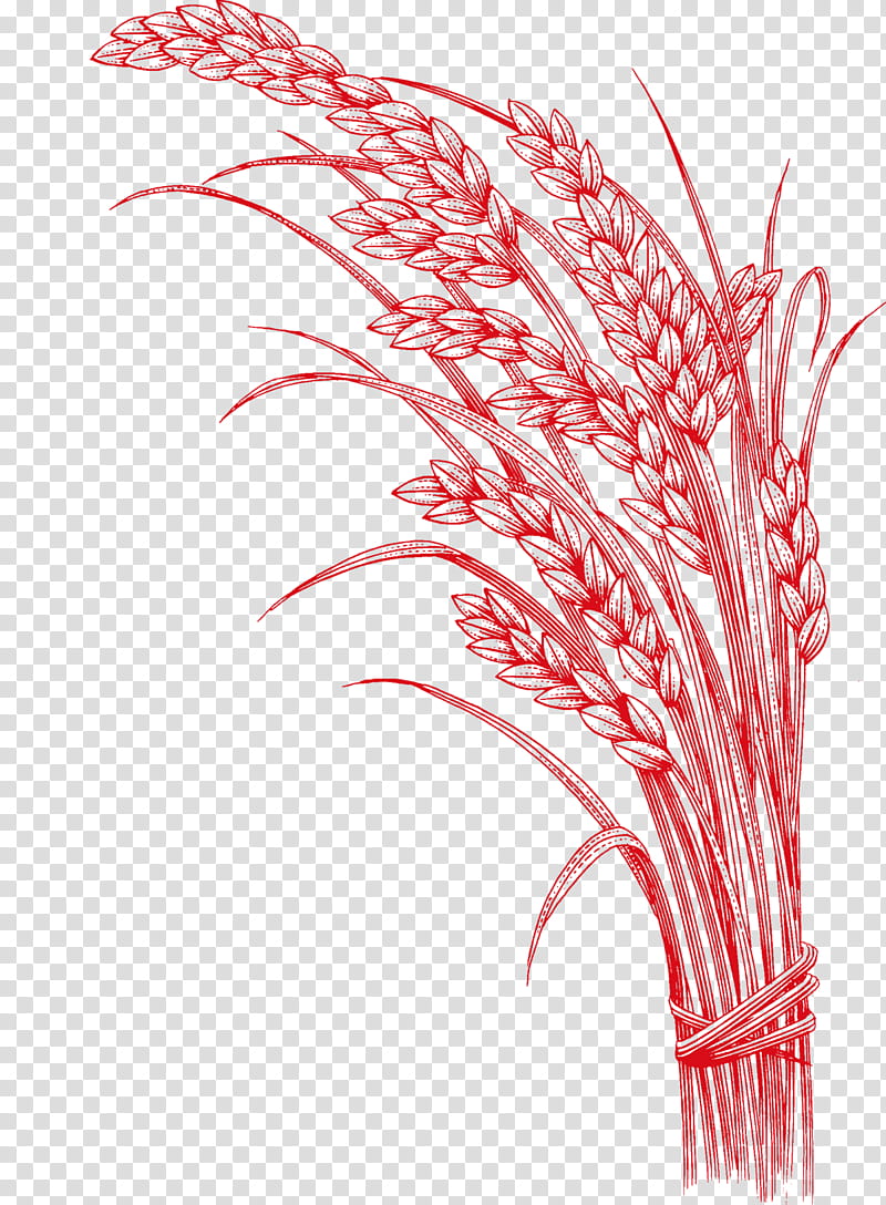 Cartoon Grass, Rice, Five Grains, Cereal, Paddy Field, Rice Gadu, Foxtail Millet, Whole Grain transparent background PNG clipart
