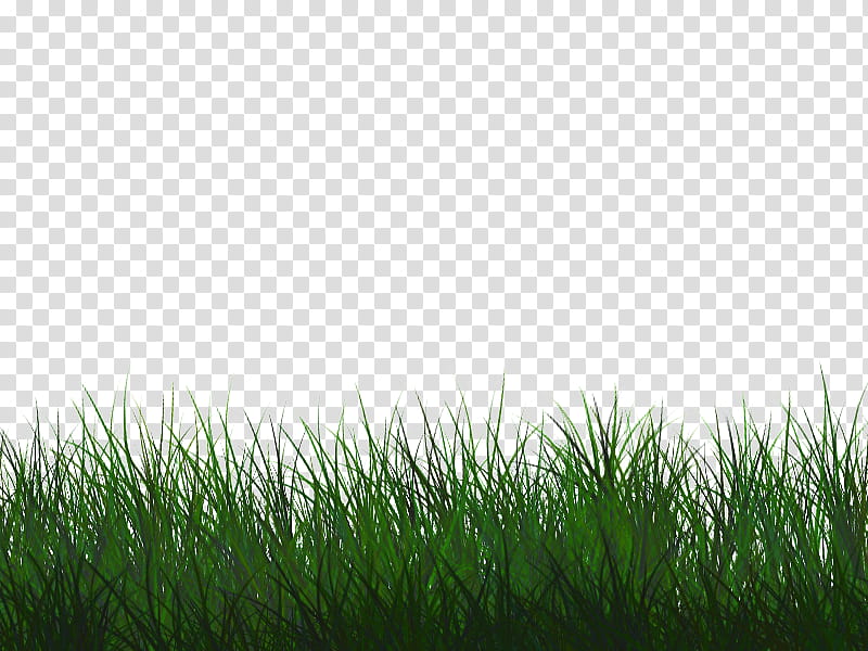 Green Grass, Lawn, Wheatgrass, Grassland, Computer, Sky, Vegetation, Natural Landscape transparent background PNG clipart